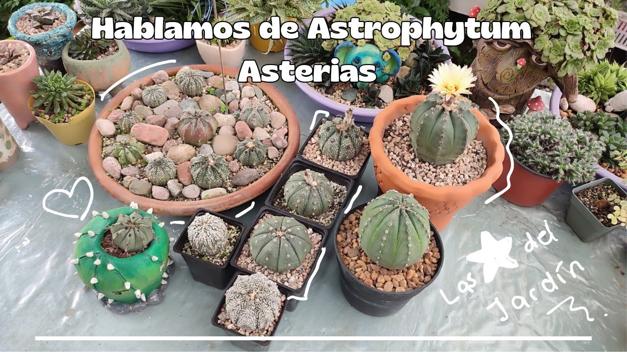 Astrophytum Asterias: Cuidados, trasplante, semilleros y más. | Corazón de Cactus