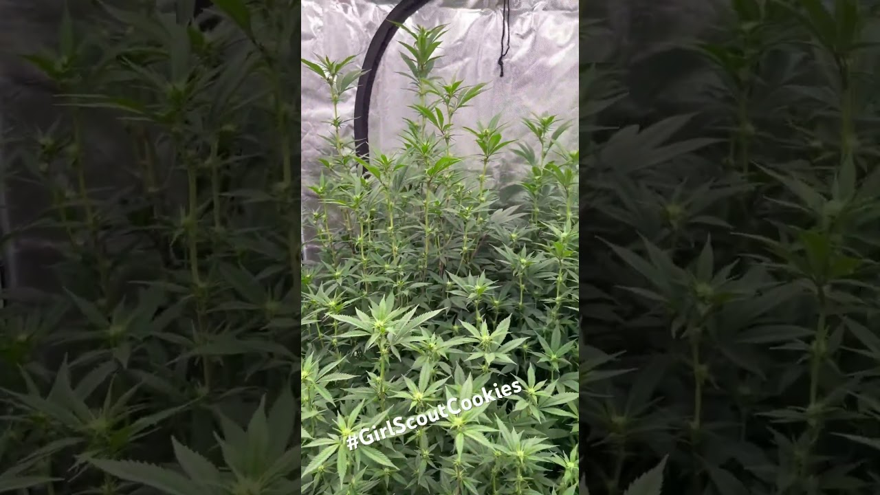 #GirlScoutCookies #CannabisGrow #HomeGrow #WeedCommunity #CannabisLovers #GrowersLife #420Community