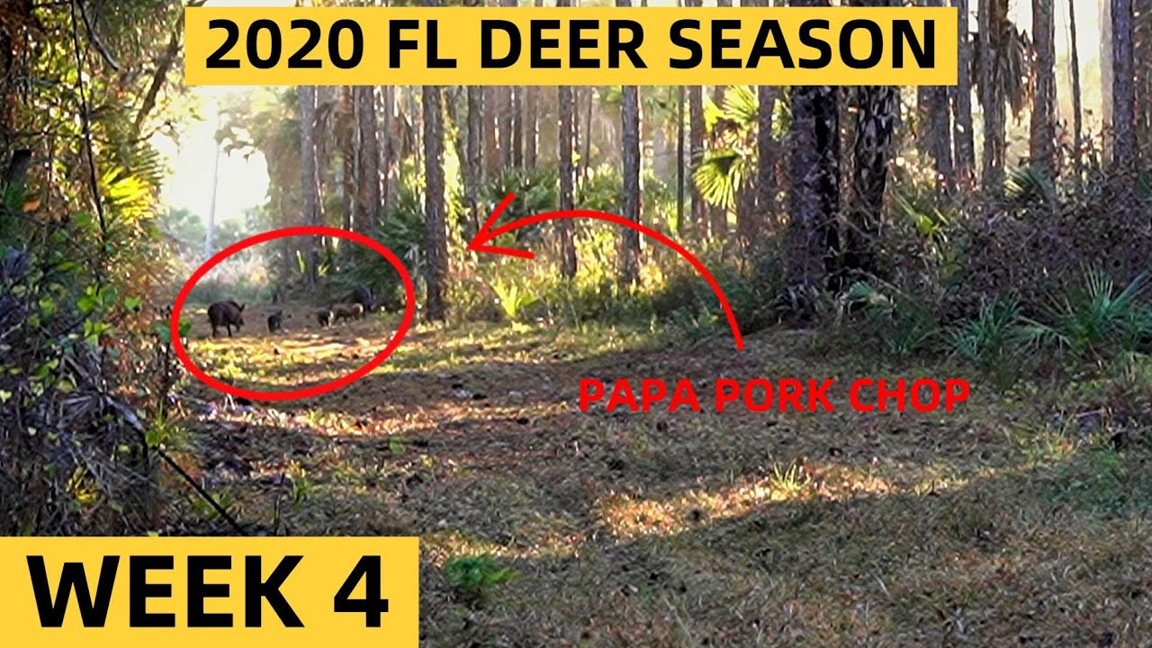 CALLING IN HOGS | FL Small Game Season | Public Land | Week 4