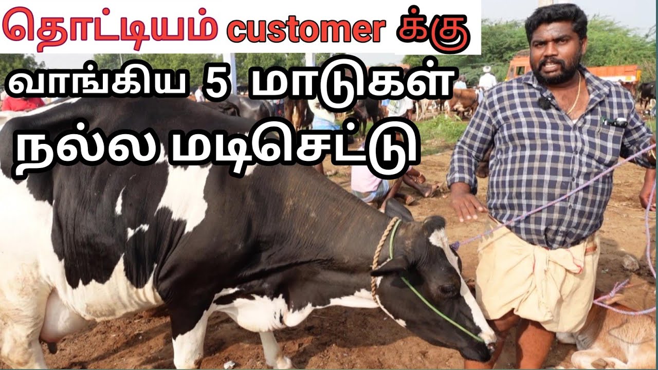 🐄நல்ல மடிசெட்ல  நாம் வாங்கி கொடுத்த 5 மாடுகள் Erode manikandan🐄