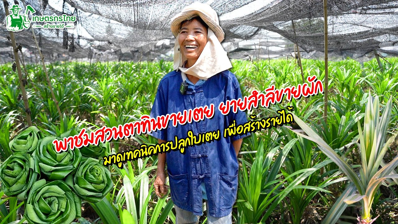 พาชมสวนตาทินขายเตย ยายสำลีขายผัก ดูเทคนิคการปลูกเตย เพื่อสร้างรายได้ l  ชมสวนเกษตรกรไทย Ep211