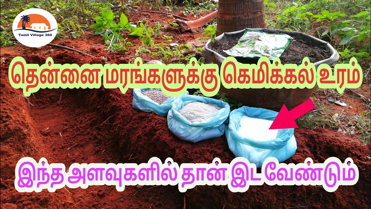 Fertilizer For Coconut Tree | Organic Fertilizer For Coconut Tree | #Tamilvillage360 | BioFertilizer
