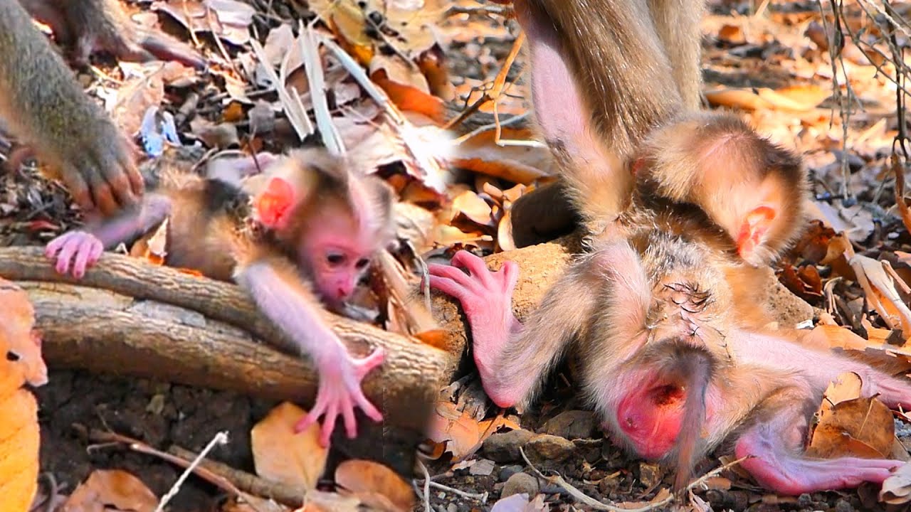 Live: Learning from Nature — How a Caring Mama Monkey Protects and Supports Her New Baby 🐒💛