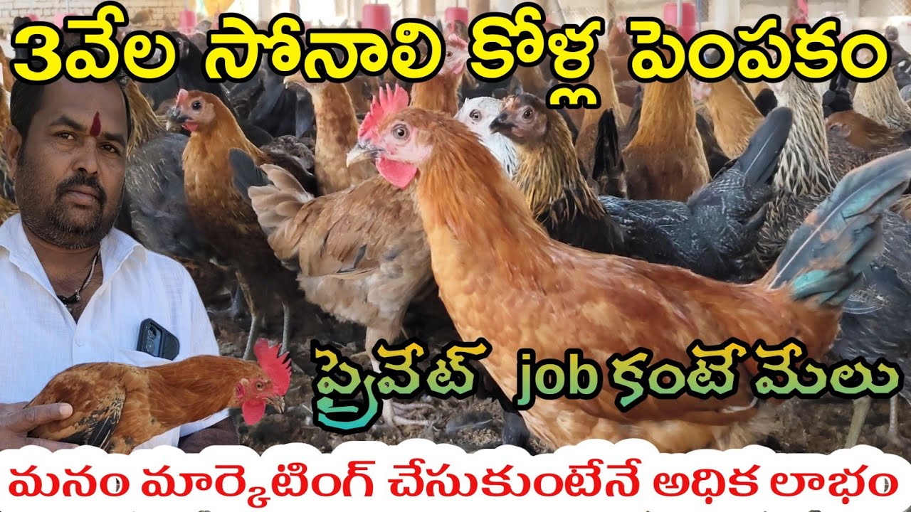 3వేల సోనాలి కోళ్ల పెంపకం || సొంతంగా మార్కెట్ చేసుకుంటేనే లాభం ||Sonali Country chicken ||DNR Agri