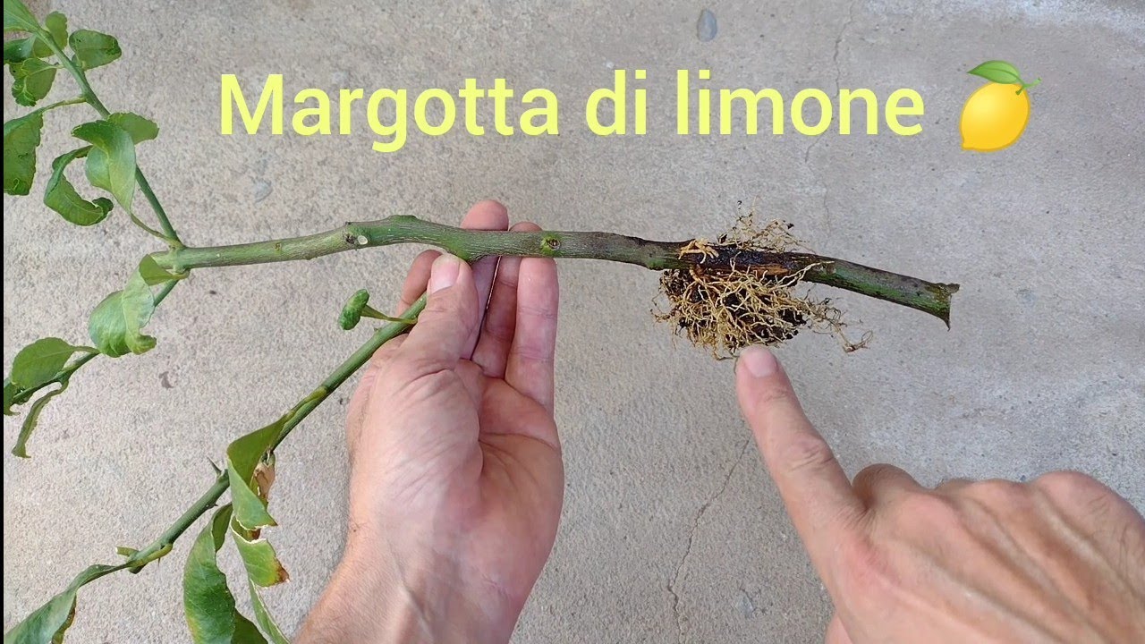 margotta limone