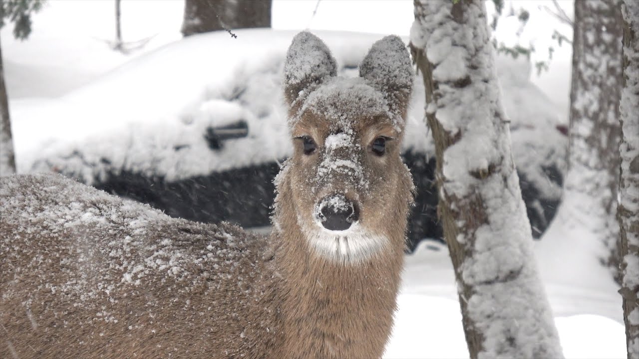 엄마 보느라 눈알 굴리는 새끼 사슴