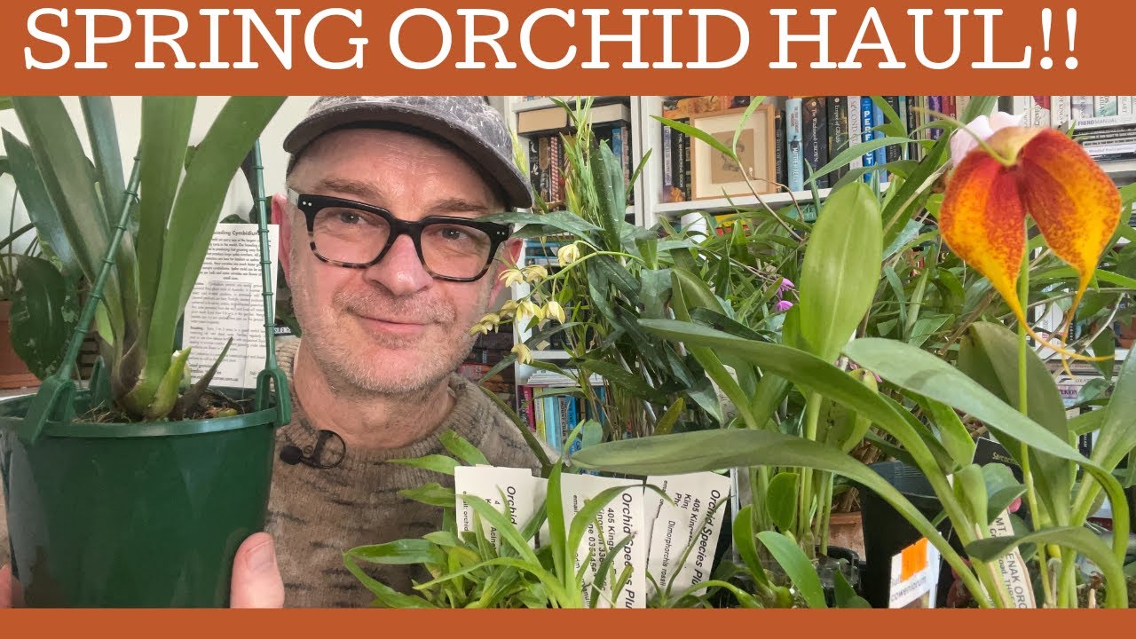 Spring orchid haul!!