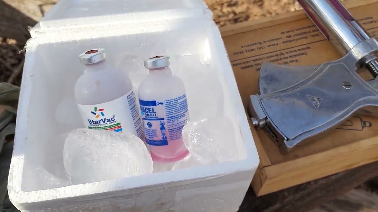 VACINANDO O GADO CONTRA RAIVA ,10 DOENÇAS