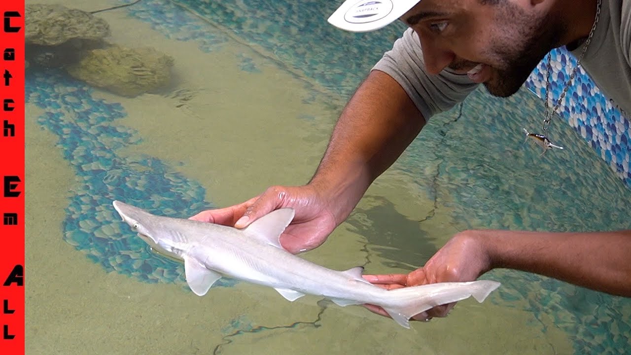 CATCHING a Pet BABY SHARK for Home AQUARIUM!