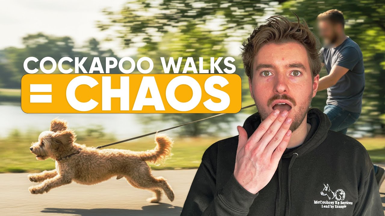 Why Your Cockapoo Lunges on Leash (And How to Stop It)
