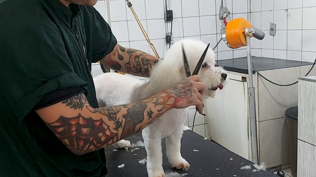 topete da raça poodle ,passo a passo .