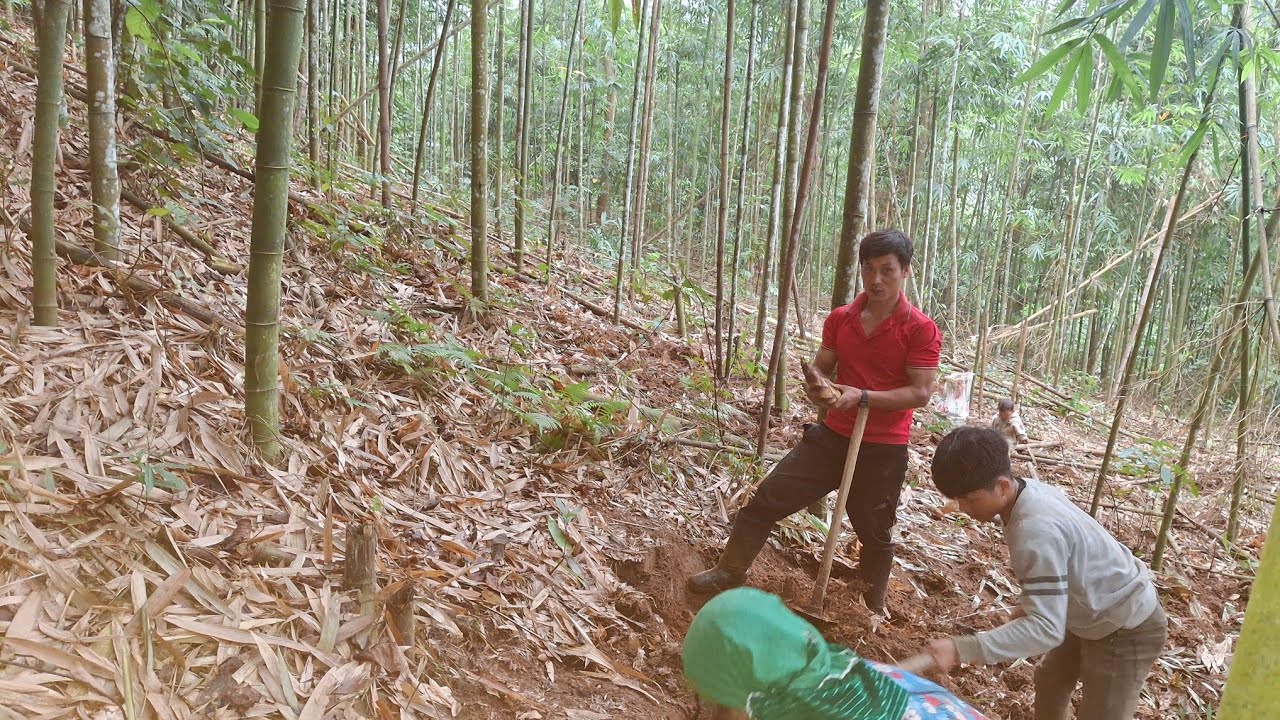 Hôm nay 2 bố con anh Giàng và vợ anh Sính đi đào được măng khủng |Em Trai Sính 1 Chân