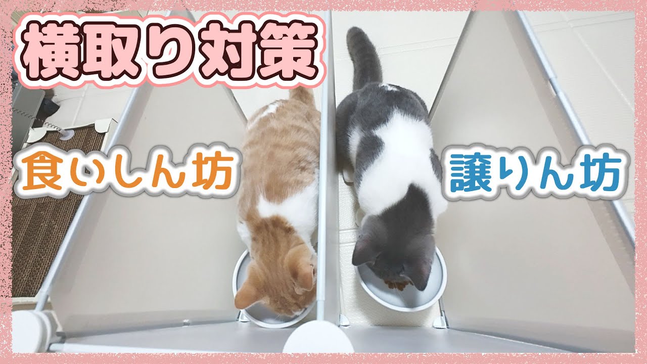 ごはん横取り対策で仕切りを導入してみたら効果ありました
