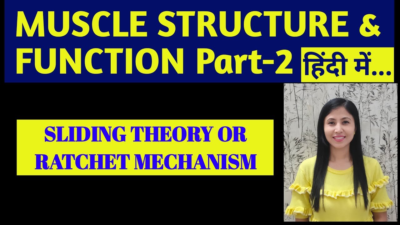MUSCLE STRUCTURE AND FUNCTION PART-2| SLIDING FILAMENT THEORY|2025| #hindi, #slidingtheory, #muscle