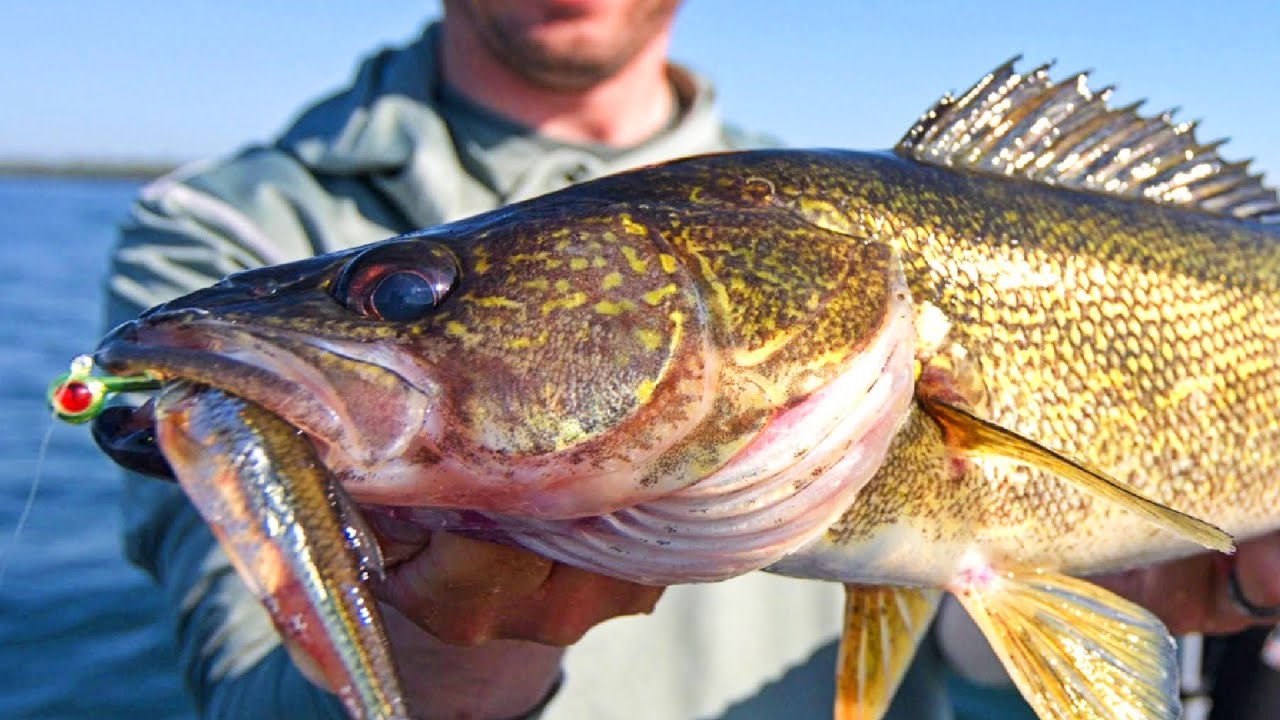 The Ultimate Guide to WALLEYE JIGS