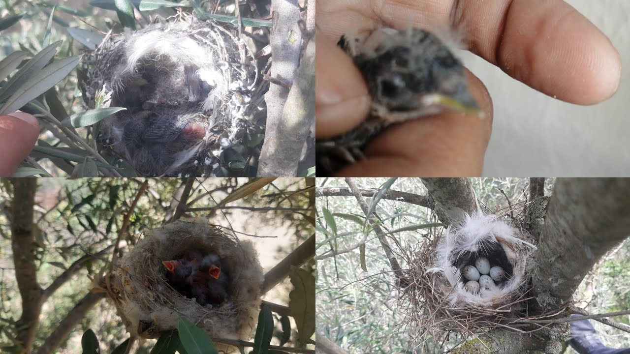 اخيرا لقيت عش طائر الحسون بل فرخ  في البرية مع مصطفى
