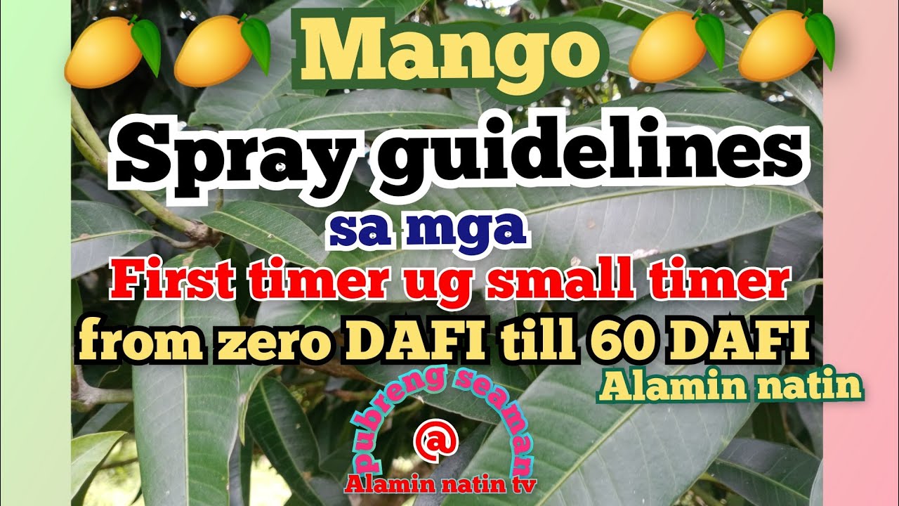 mango spray guidelines #mangospraying #mango #manga #pubrengseaman #seamanslife