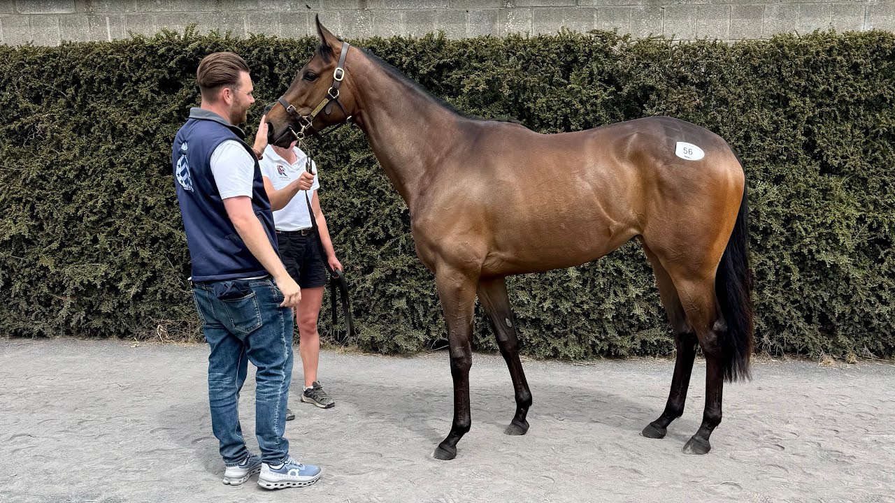 An Honest Day - Buying racehorses in Ireland