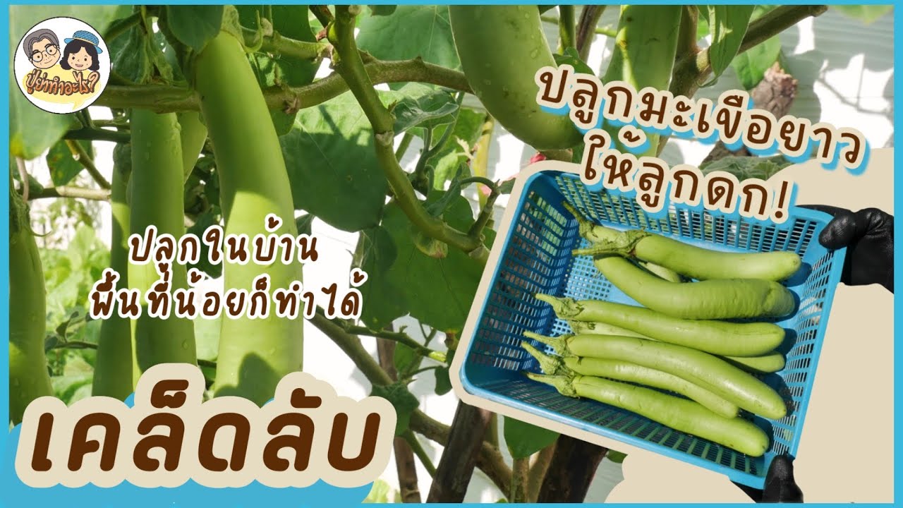 เคล็ดลับปลูกมะเขือยาวให้ลูกดก! พื้นที่น้อยก็ทำได้ | ย่าปลูกอะไร EP2