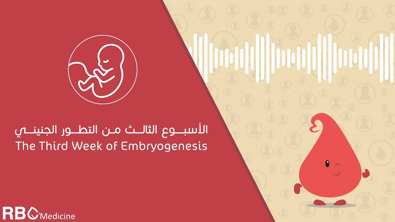 الأسبوع الثالث من التطور الجنيني