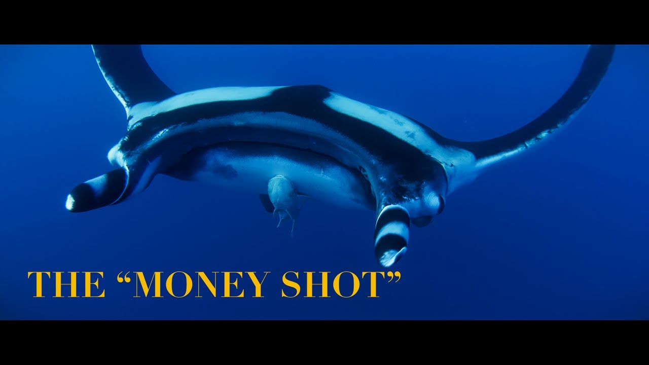 The Money Shot - Underwater Films l ©Liquid Motion® Underwater Films, Videos, Cinema & Art