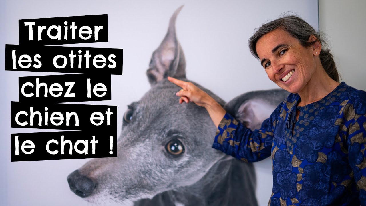 Traiter les otites chez le chien et le chat ! 🐶 🐱