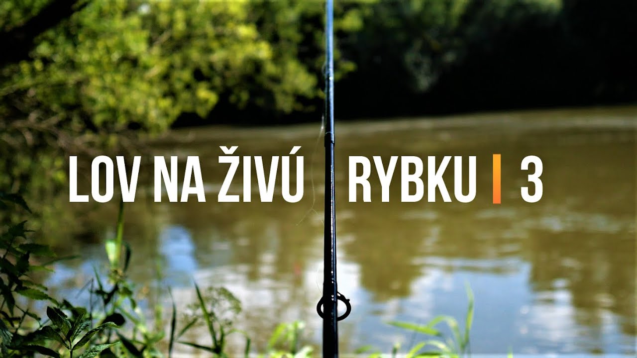 Lov Zubáča Candáta a Šťuky Štiky na Živú Rybku 3 🐬 Sezóna 2021 | Rybárske Videá s Demexom