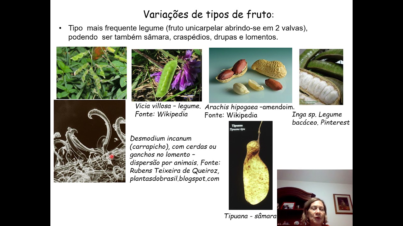 Aula 9 - Ros&iacute;deas: Fabaceae e  Malvaceae