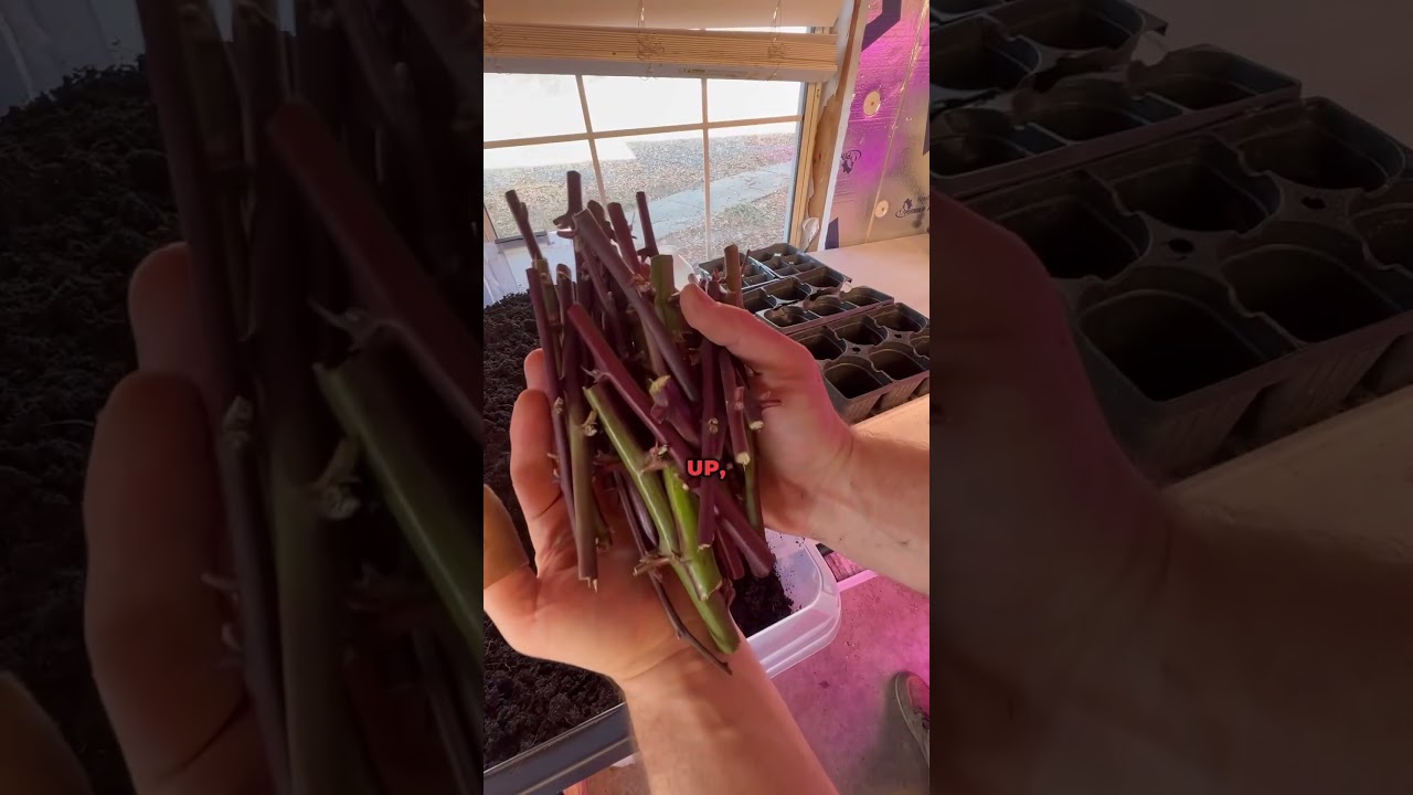 Как укоренить черенки ежевики #сад #размножениеежевики #какукоренитьчеренкиежевики