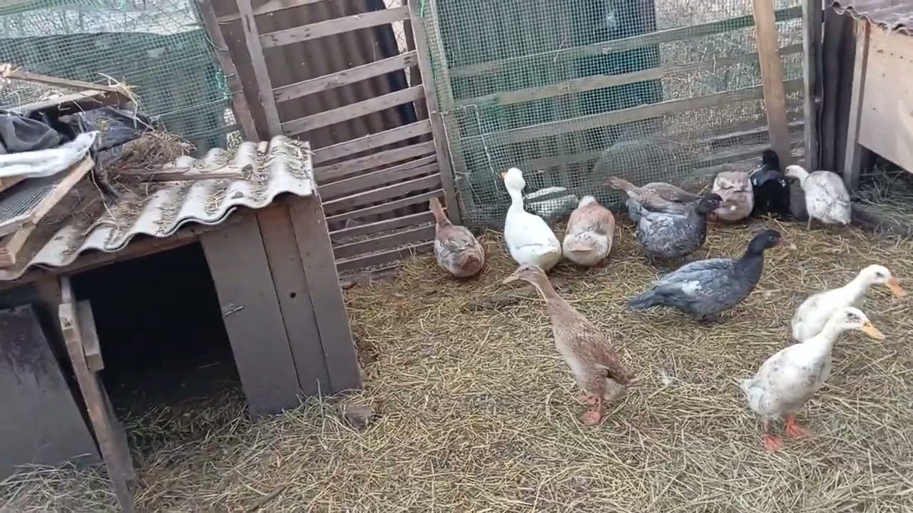 Утримання качок в вольєрах. Які розміри вольєра