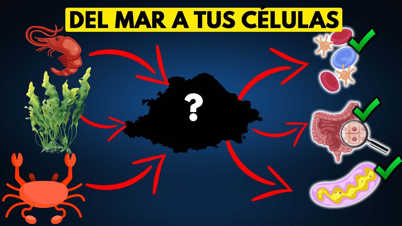 🦀Este ANTIOXIDANTE marino podría REJUVENECER tus Células