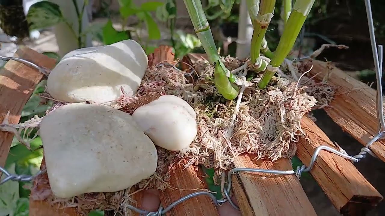 🔴 Cultivo de Orquideas em JANGADA DE MADEIRA 