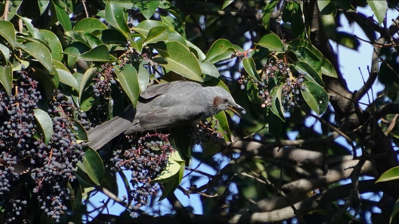 近くの川で野鳥達(イソシギ・カワセミ・ヒヨドリ他)の初撮り：2026年1月5日