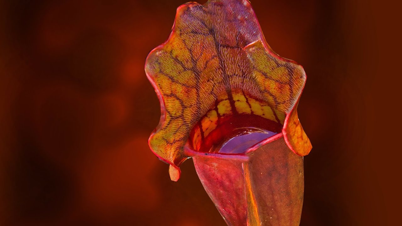 SARRACENIA CARE CONDITIONS | PITCHER PLANT