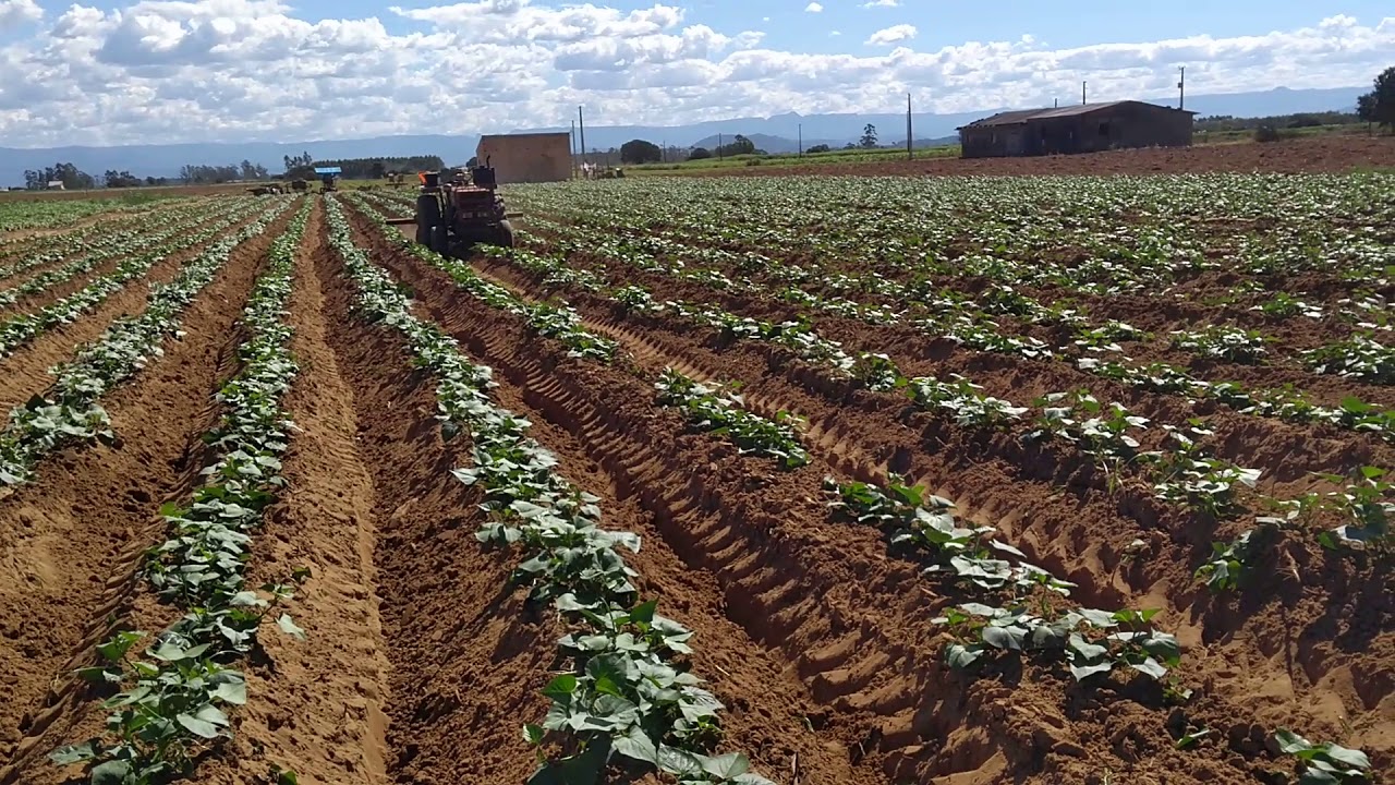 Agrale 4300 chegando terra na batata sem motorista