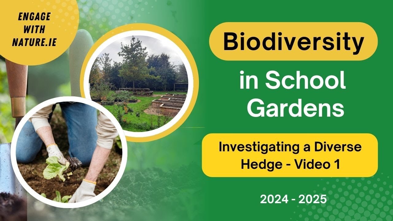 Investigating a Diverse Hedge (Video 1)