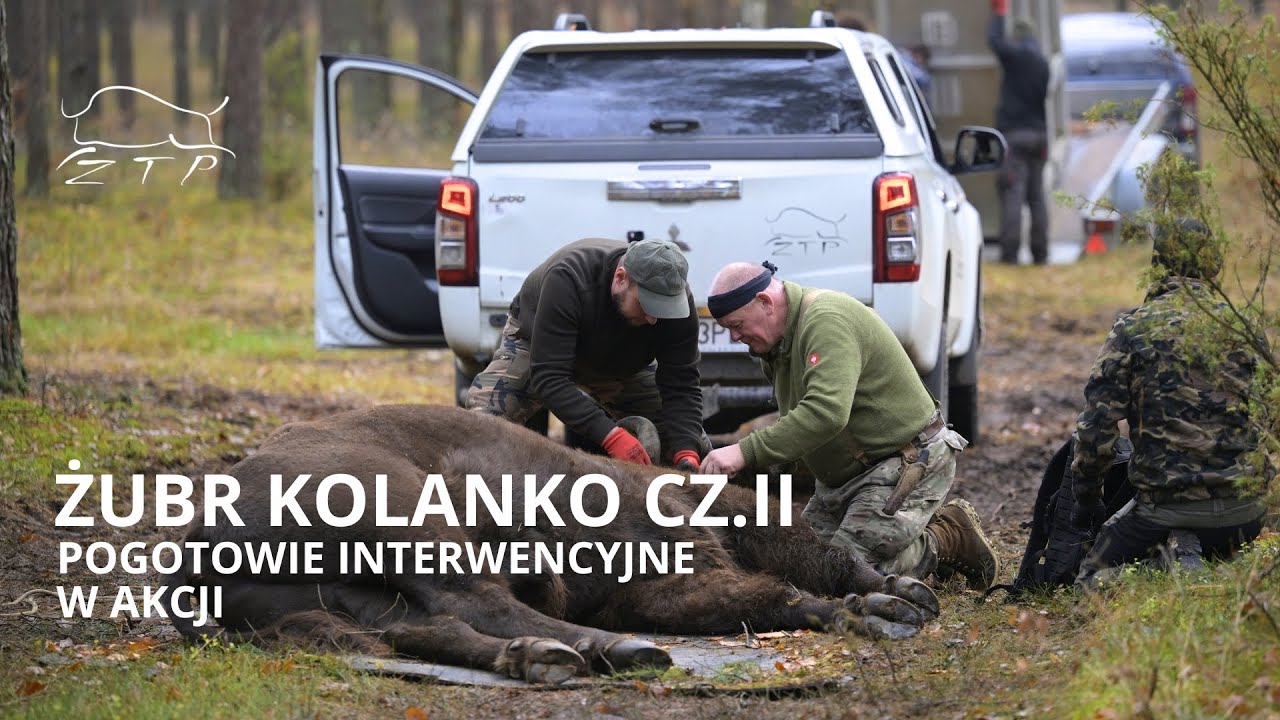 Interwencja Pogotowia Żubrowego | Zachodniopomorskie Towarzystwo Przyrodnicze