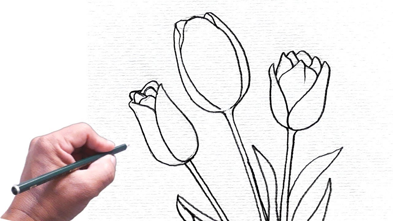 Desenho para colorir ou para Desenhar Flores Tulipas como Desenhar