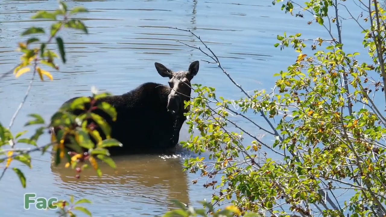 5 Surprising Bull Moose Facts You Need to Know