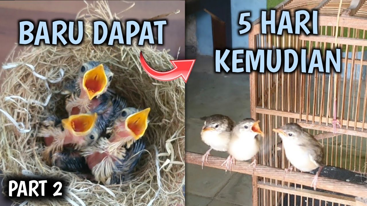 Cara kasih makan anakan prenjak alang alang/prenjak klik dijamin berhasil 100% part 2