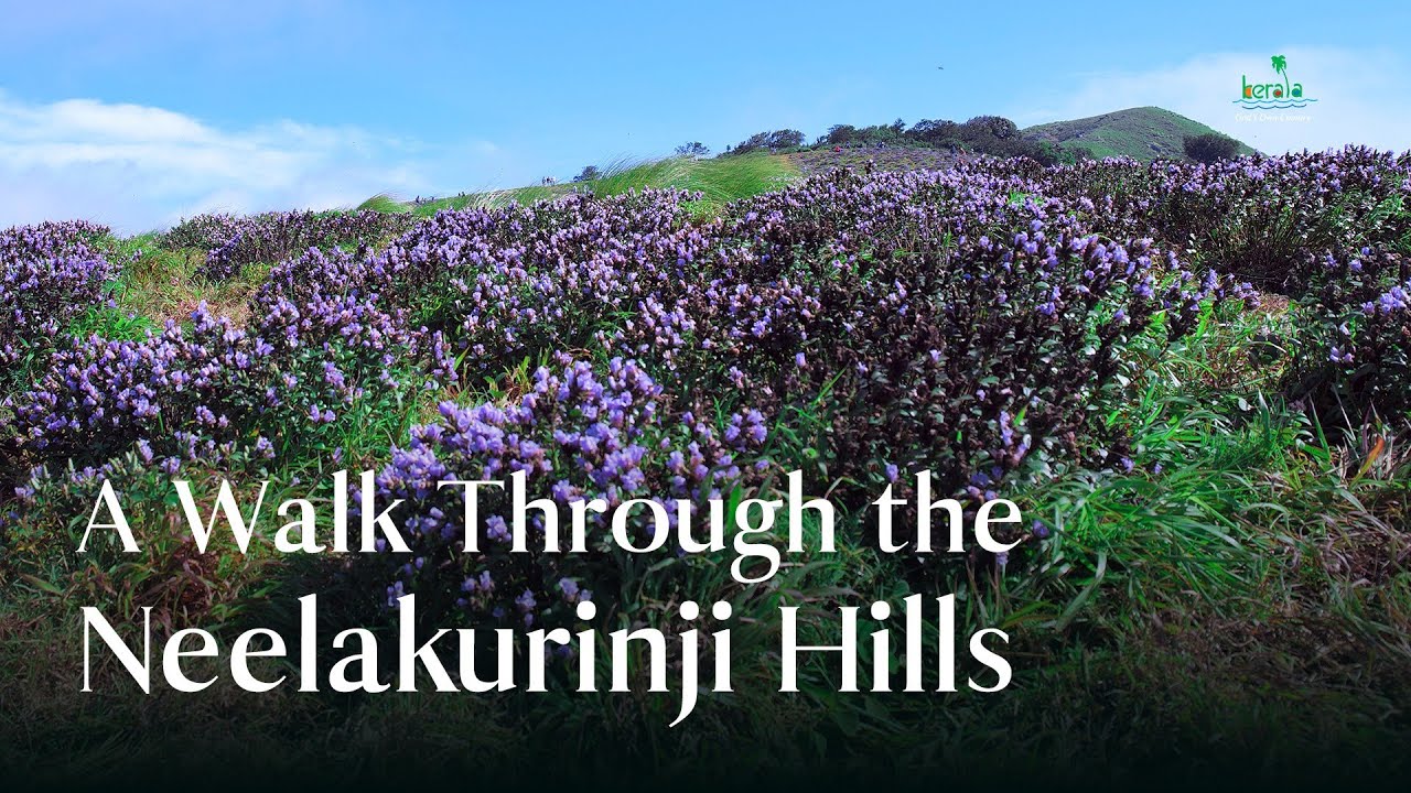 The Majestic Blooms of Neelakurinji - A Visual Treat | Kerala Tourism #DreamDestinations
