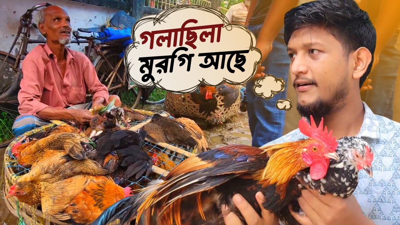 গলাছিলা দেশি মুরগি আনার জন্য আবারো হাটে গেলাম | Sojib Brother