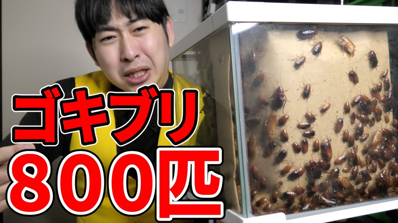 【閲覧注意】大量のゴキブリが紙袋を食い破って出てきました