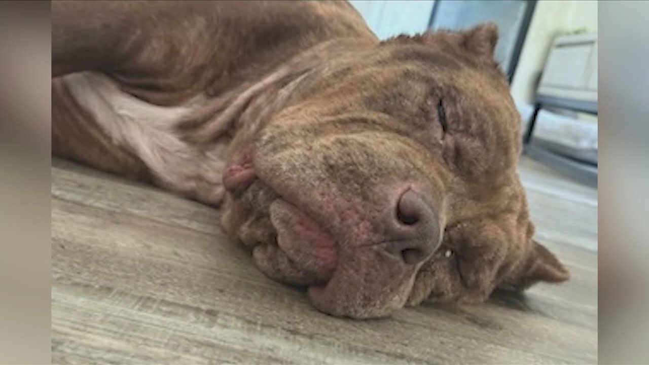 Fresno County passes new ordinance as dog 'possibly used for backyard breeding' found in Clovis