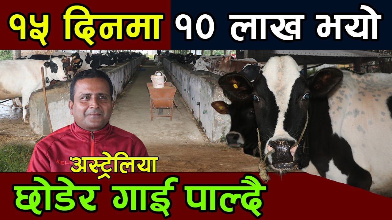 दुध बेचेर १५ दिनमा १० लाख कमाउने किसान ! बिदेश छोडेर नेपालमा काम गर्न सबैलाई अनुरोध ||kiranpaudel