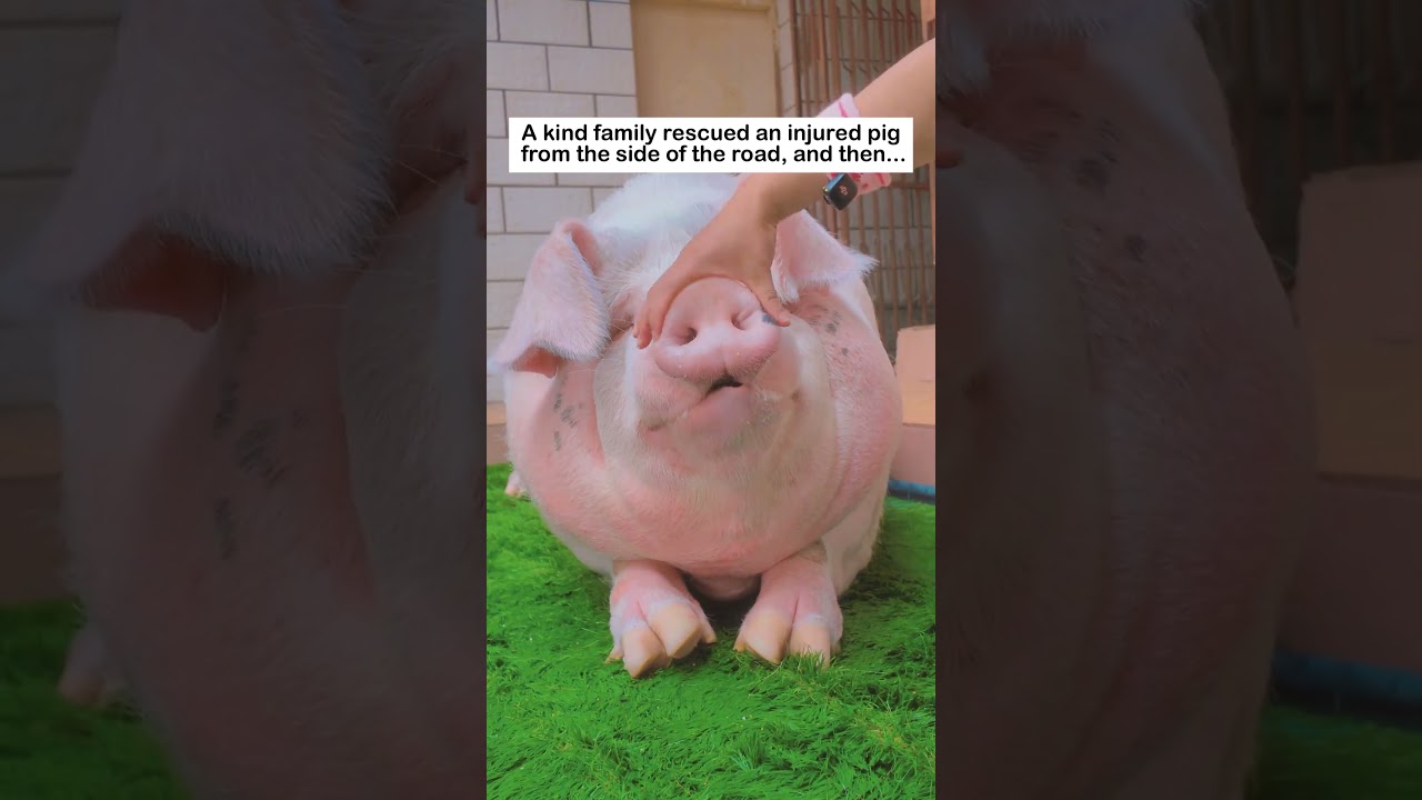 Piggy's Adventures #animals #wildliferescue #lovestory #cute #wildlife #rescue #animalrescue#pig