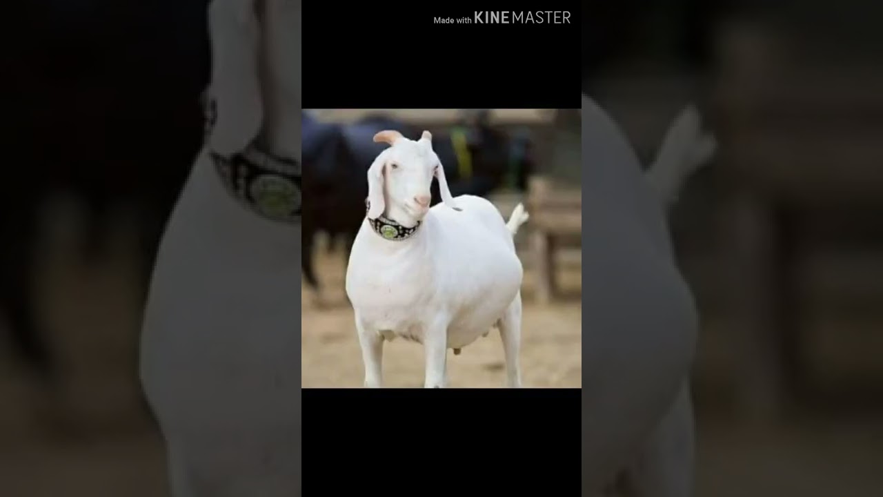 Bakra video ,bakra whatapp status in video