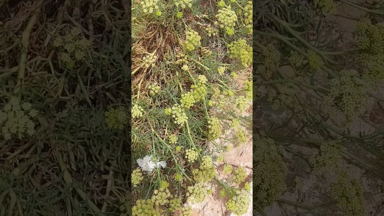 Удивительный морской критмум. Критмум в еде и приправе.
