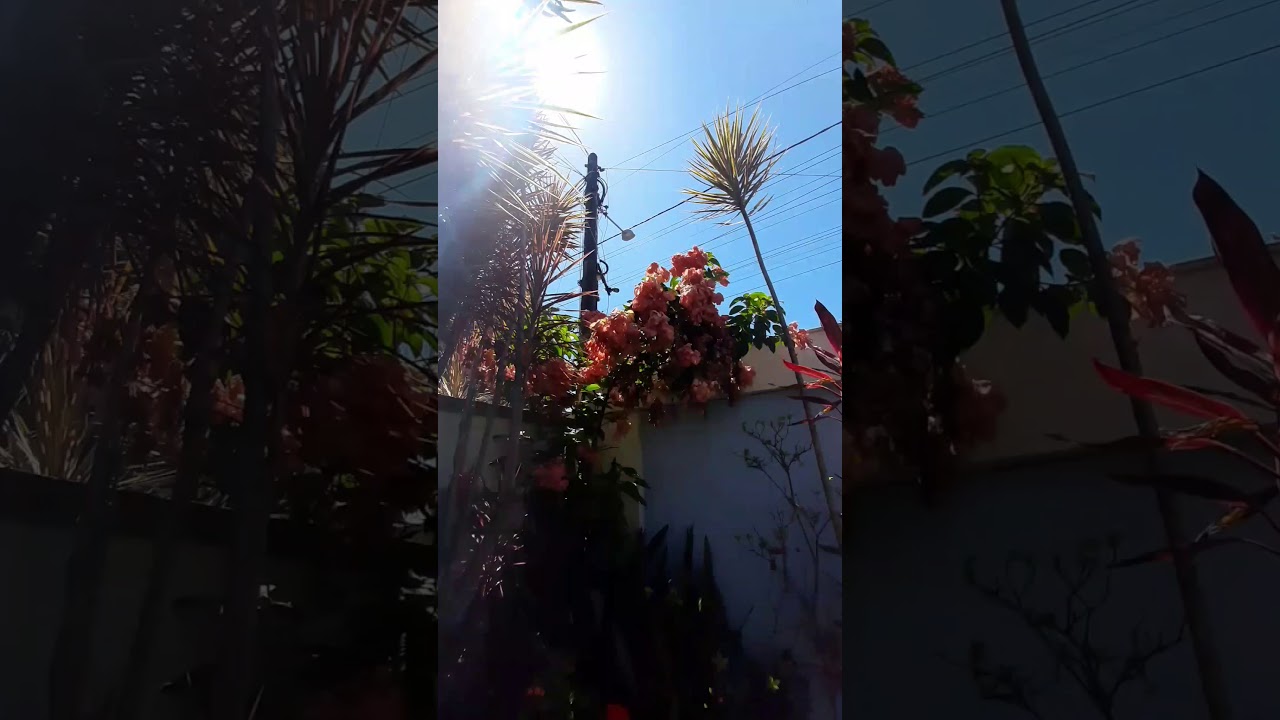 Jardim bem cuidado.