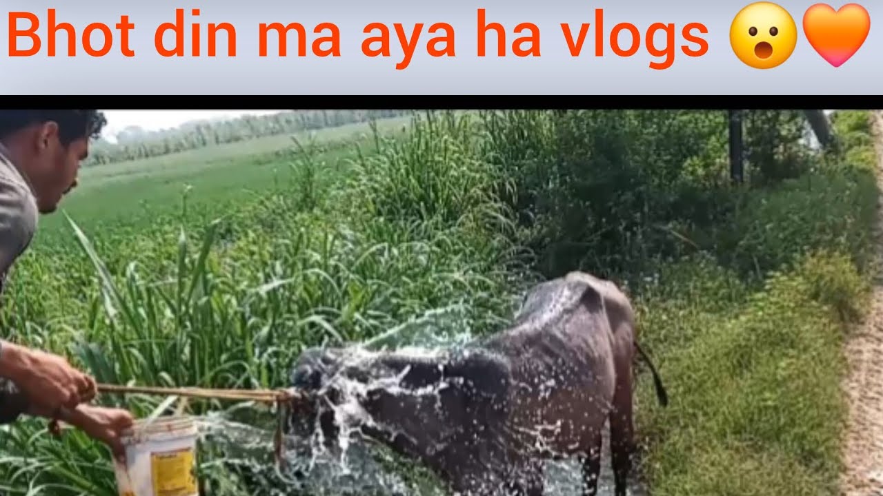 Aaj bhot din ma aya ha vlogs #vlogs #viral #trending #video viral 